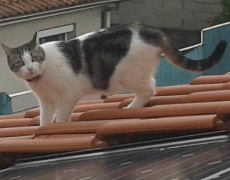 Technical check of the photovoltaic field by Mister The Cat
